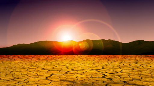 LEAVE THE ZOO AND RETURN TO THE DESERT